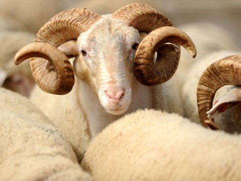 Bakıda qurbanlıq heyvanların satış yarmarkaları a&ccedil;ılır - &Uuml;NVANLAR  &nbsp;
