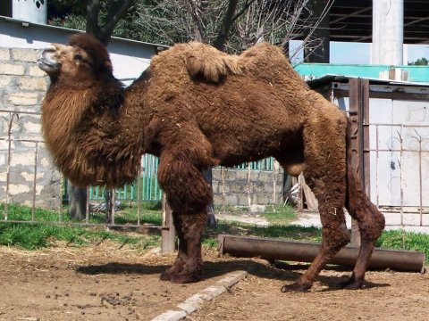 Zooprakda hansı heyvanlar günvurmadan ölüb...   
