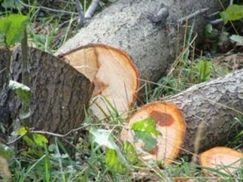 Öz həyətindəki ağacı kəsən vətəndaş cərimələnirmi? - Nazirlikdən AÇIQLAMA  