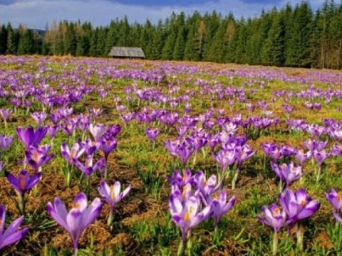 Azərbaycanda zəfərançılıq niyə inkişaf etdirilmir?..   