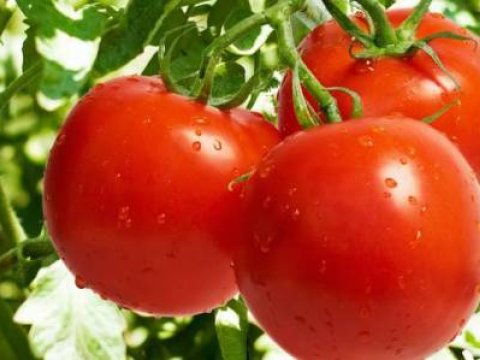 Azərbaycan pomidorlarının Rusiyaya ixracında problem yoxdur - RƏSMİ