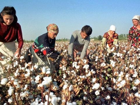 Qızıl və pambıq ucuzlaşacaq...   