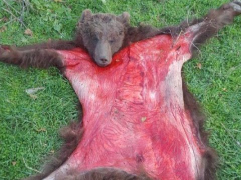 Baş Prokurorluq ayı ovlayalara cinayət işi açdı