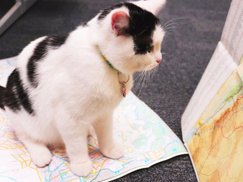 İngiltərə pişiyi diplomat etdi -  VİDEO