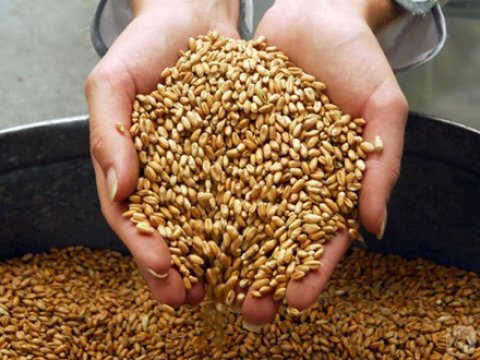 Taxıl məhsullarının keyfiyyətilə bağlı qadağa ləğv olunur  &nbsp;