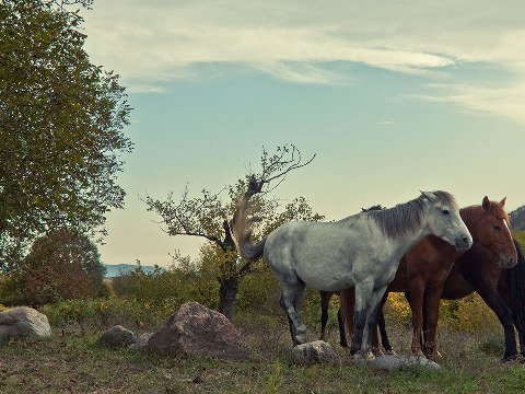 Qarabağ payızda – FOTOLAR