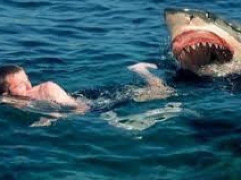 K&ouml;pək balıqları 31 miqrantı par&ccedil;aladı