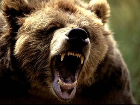 Azərbaycanda ayılara TƏHLÜKƏ: qış yuxusuna getməyə bilərlər   