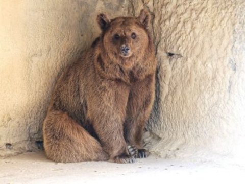 Bakı Zooparkında ayıları qış yuxusuna getməyə qoymurlar   