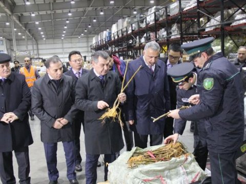 &Ccedil;indən daha 1 milyon tut tingi gətirildi