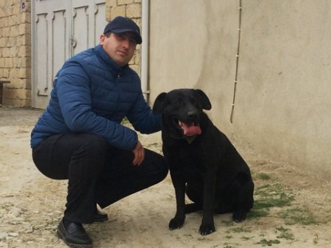 “İt demə, o da dəxi bizim birimiz” - Məşhur it təlimçisi maraqlı faktlar açıqladı: “Yanıma vəzifəli şəxslər də gəlir” - REPORTAJ + VİDEO