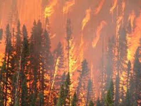 Kaliforniyada f&ouml;vqəladə vəziyyət elan edildi