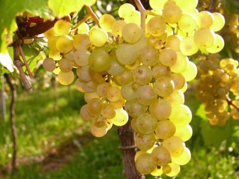 Bu il Azərbaycanda 160 min ton &uuml;z&uuml;m yığılıb  &nbsp;