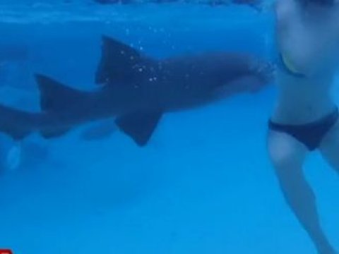 Köpək balığının arvadına hücum etdiyi anı görüntülədi - VİDEO