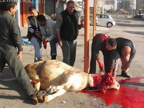 Heyvanlara ŞİDDƏT - Din xadimləri GÜNAHLANDIRILDI   