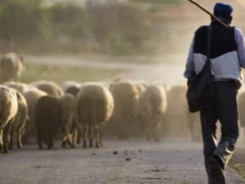 Yol qəzalarına səbəb olan heyvanların sahibləri necə cəzalandırılır...