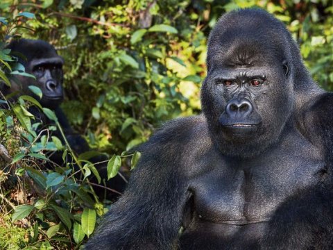 Nəsli tükənməkdə olan heyvanlar - FOTOLAR