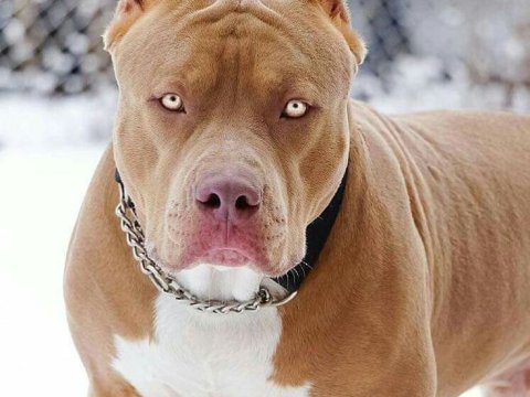 İtlər həmişə etibarlı olmur - Sahiblərini nə zaman parçalayırlar?