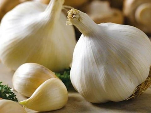 Azərbaycanda fermerlər hər yerə sarımsaq əkir - BƏS, TAXIL, KARTOF...?