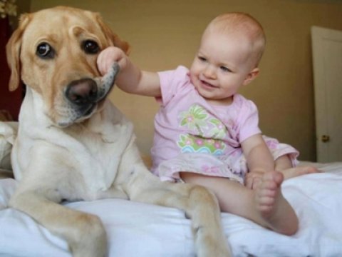 Nəhəng itlər və uşaqlar - FOTOLAR