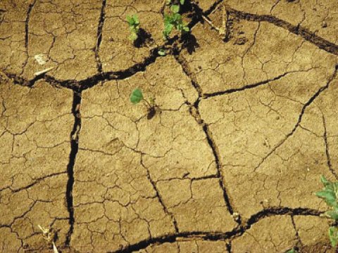 Cənubi Afrikada tarixi quraqlıq yaşanır   