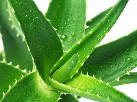 Üç min il əvvəl kəşf edilən ŞƏFA BİTKİSİ 