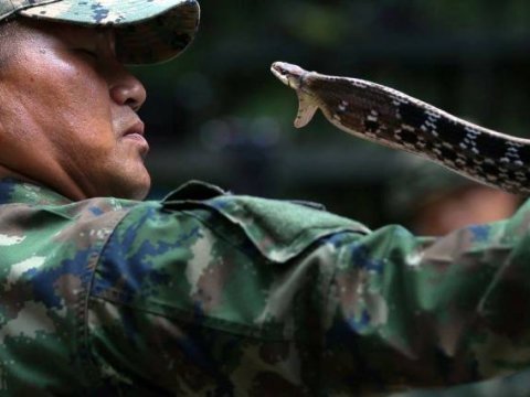 Kobra qanı içən xüsusi təyinatlılar - FOTOLAR