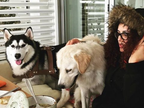 Bakıdakı heyvan sığınacağı bağlanır - Xilasetmə Mərkəzi heyvanlara sahib axtarır