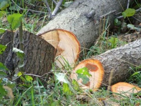Qanunsuz yolla meşə materialı əldə etmək istədi, ifşa olundu