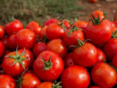 Azərbaycan pomidor ixracına g&ouml;rə liderdir