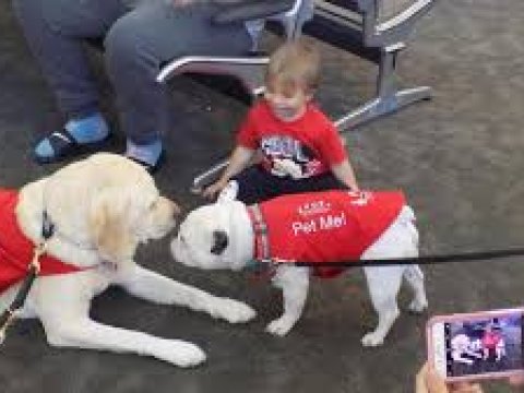 Heyvanlar hava limanlarında işə g&ouml;t&uuml;r&uuml;l&uuml;r - SƏBƏB