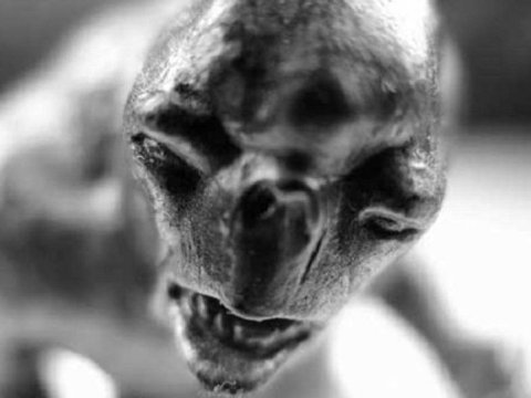 İnsanlara məlum olmayan yeni yırtıcı - ev heyvanlarının qanını içir