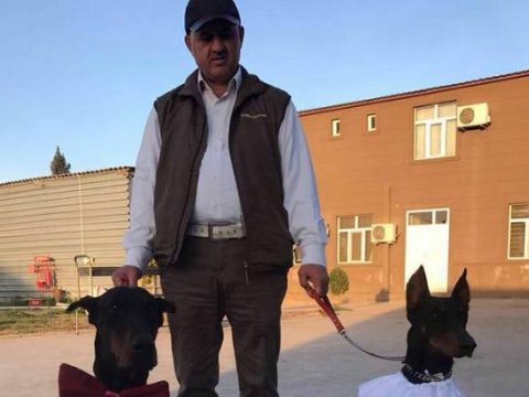 İtlərinə toy edən iş adamı səs-küylü xəbəri yayan şəxsi bağışladı   