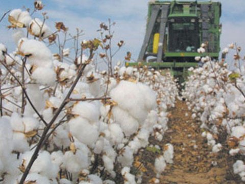 Hər hektardan 20 sentner pambıq götürüləcək - PROQNOZ