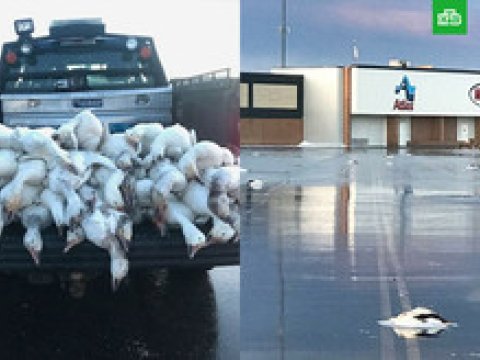 &nbsp;G&ouml;ydən yerə onlarla &ouml;l&uuml; qaz "yağdı"