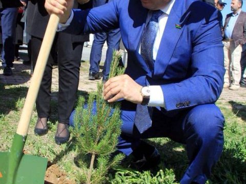 Azərbaycanlı deputat Afrin şəhidlərinin xatirəsinə ağac əkdi   