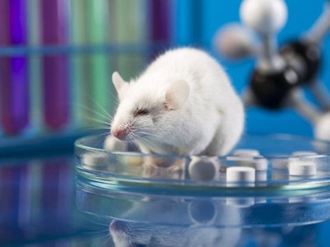 Si&ccedil;ana insan beyni k&ouml;&ccedil;&uuml;r&uuml;ld&uuml;