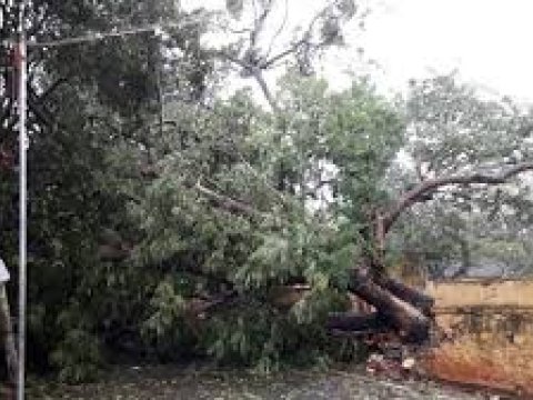 Fırtına 77 nəfərin həyatına son qoydu