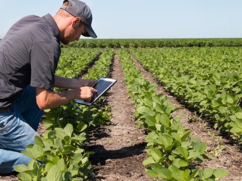 Dövlət mülkiyyətindəki torpaqların icarəyə verilmə şərtləri müəyyənləşib  