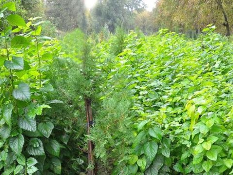 Yeni aqrobağlar SALINACAQ