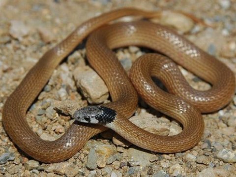 İlan sancmalarının STATİSTİKASI: 138 min ölü, 400 min əlil