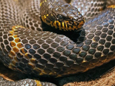 D&uuml;nyada hər il 5,4 milyon insanı ilan sancır