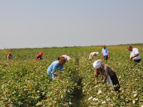 İmişlidə 45-dən çox pambıqçı kimyəvi maddədən zəhərlənib - AÇIQLAMA