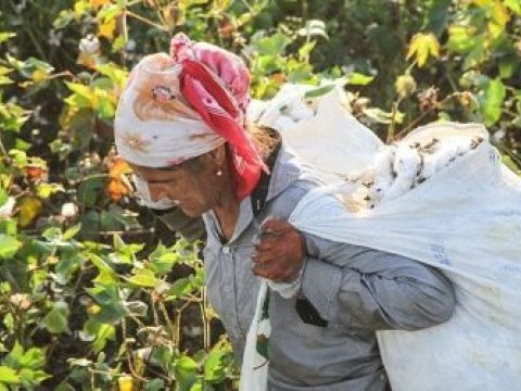 Pambıqçıların zəhərlənməsinin əsas SƏBƏBLƏRİ açıqlandı   