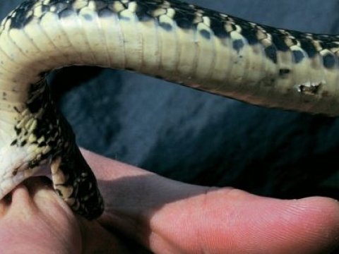 İlan sancması ilə müraciətlər azdır – RƏSMİ