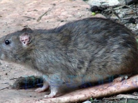 Bakıda “JEK”lər ağcaqanadlar və gəmiricilərlə mübarizə aparmaq istəmir   