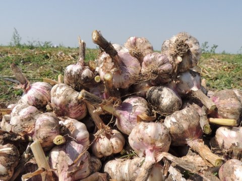 Aqrar sahədə sarımsaq böhranı - İstehsalçılar məhsulu niyə sata bilmirlər... - PROBLEM   