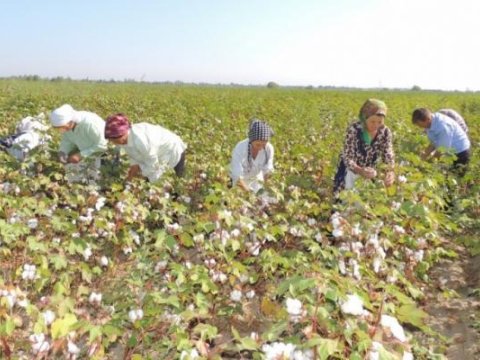 Zəhərlənən pambıq&ccedil;ıların hamısı evə buraxıldı