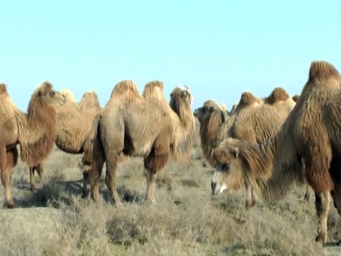 Şabrandakı dəvə fermaları hansı məmurundur?..   