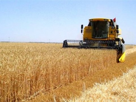 Nazirlik taxıl biçini HAQDA: Ötənilkindən çoxdur